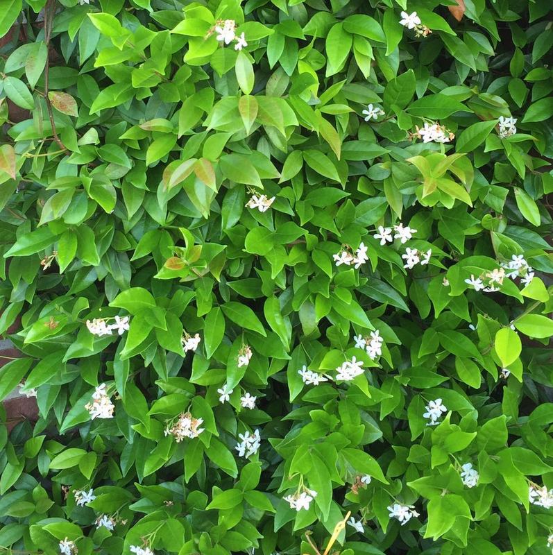 Kletterpflanzen Trachelospermum, Sternjasmin