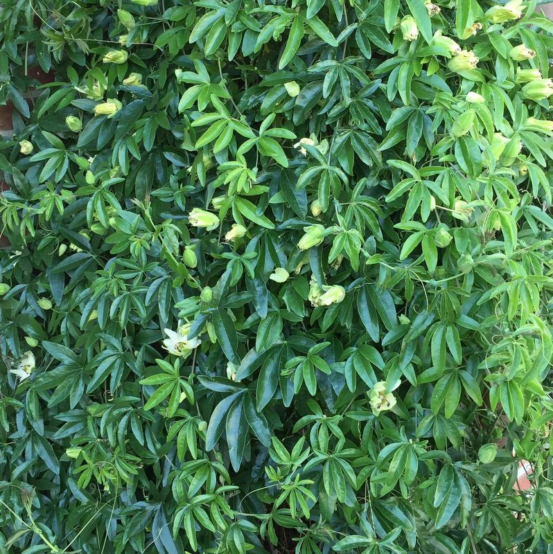 Kletterpflanzen Passiflora, Passionsblume