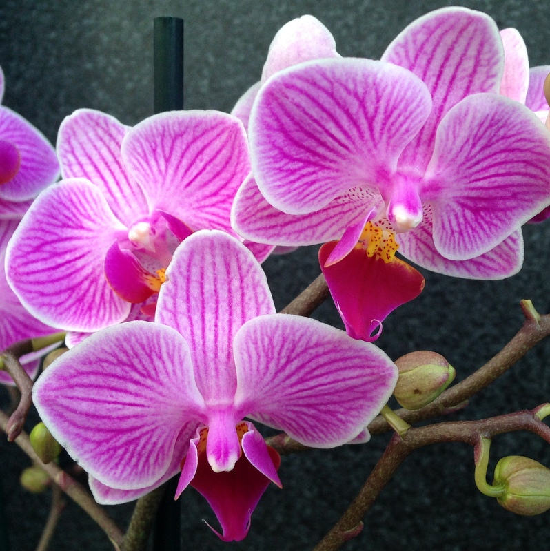 Zimmerpflanzen Orchideen
