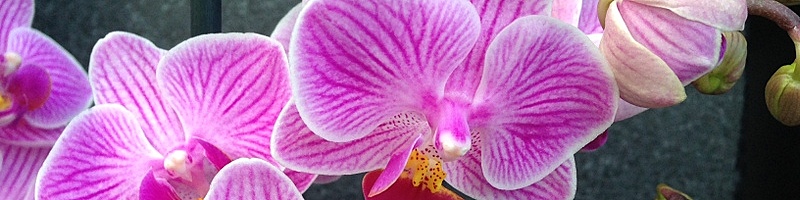 Orchideen Header