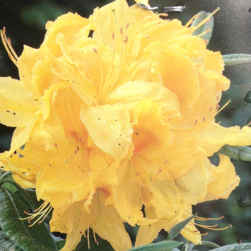 Rhododendron Flavum