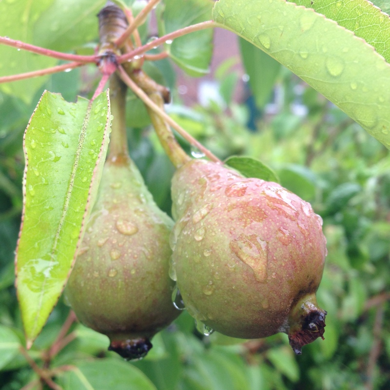 Obstgehölze Prunus communis, Birnbaum
