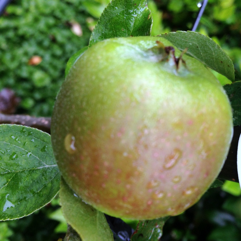 Obstgehölze Malus domestica, Apfelbaum
