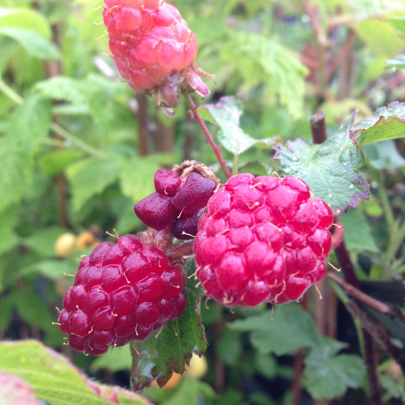 Obstgehölze Rubus Tayberry
