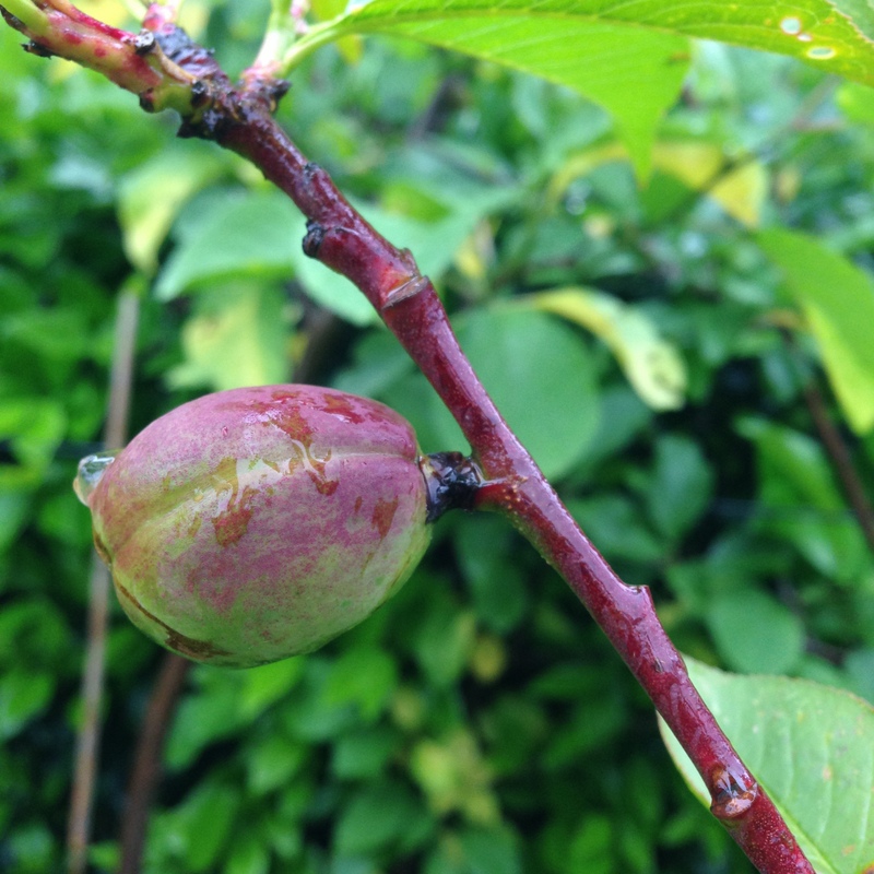 Obstgehölze Prunus domestica, Pflaumenbaum