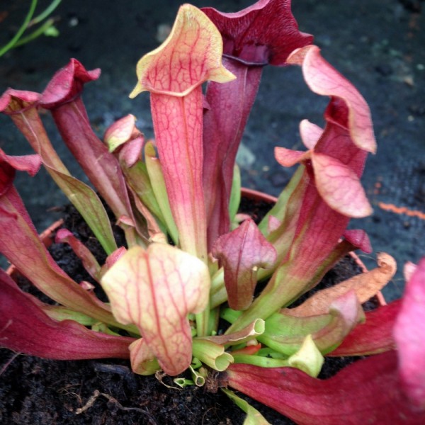 Sarracenia, Schlauchpflanze Blumenparadies Hasselt