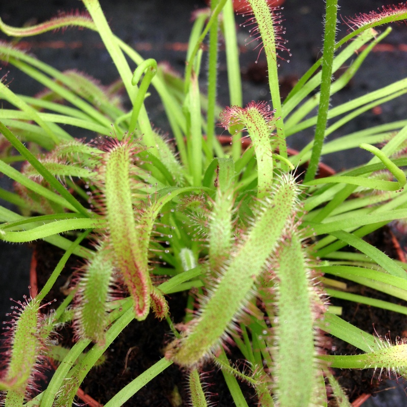 Fleischfressende Pflanzen Drosera capensis, Sonnentau